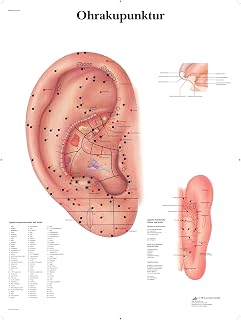 3B Scientific – Laminierte Ohr Akupunktur Tafel – UV- & Staubgeschütztes Poster für Studium, Lehre & Kliniken