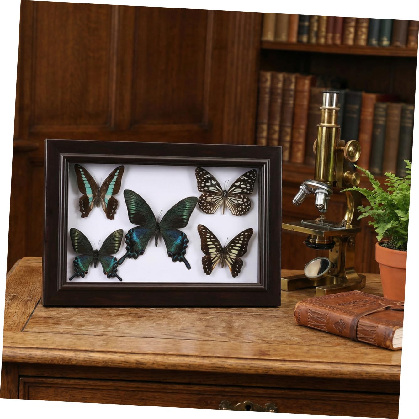 CHILDWEET Marco de Exhibición de Mariposas Diseño Artesanal, Madera Resistente y Tapa Transparente para Decoración de Hogar