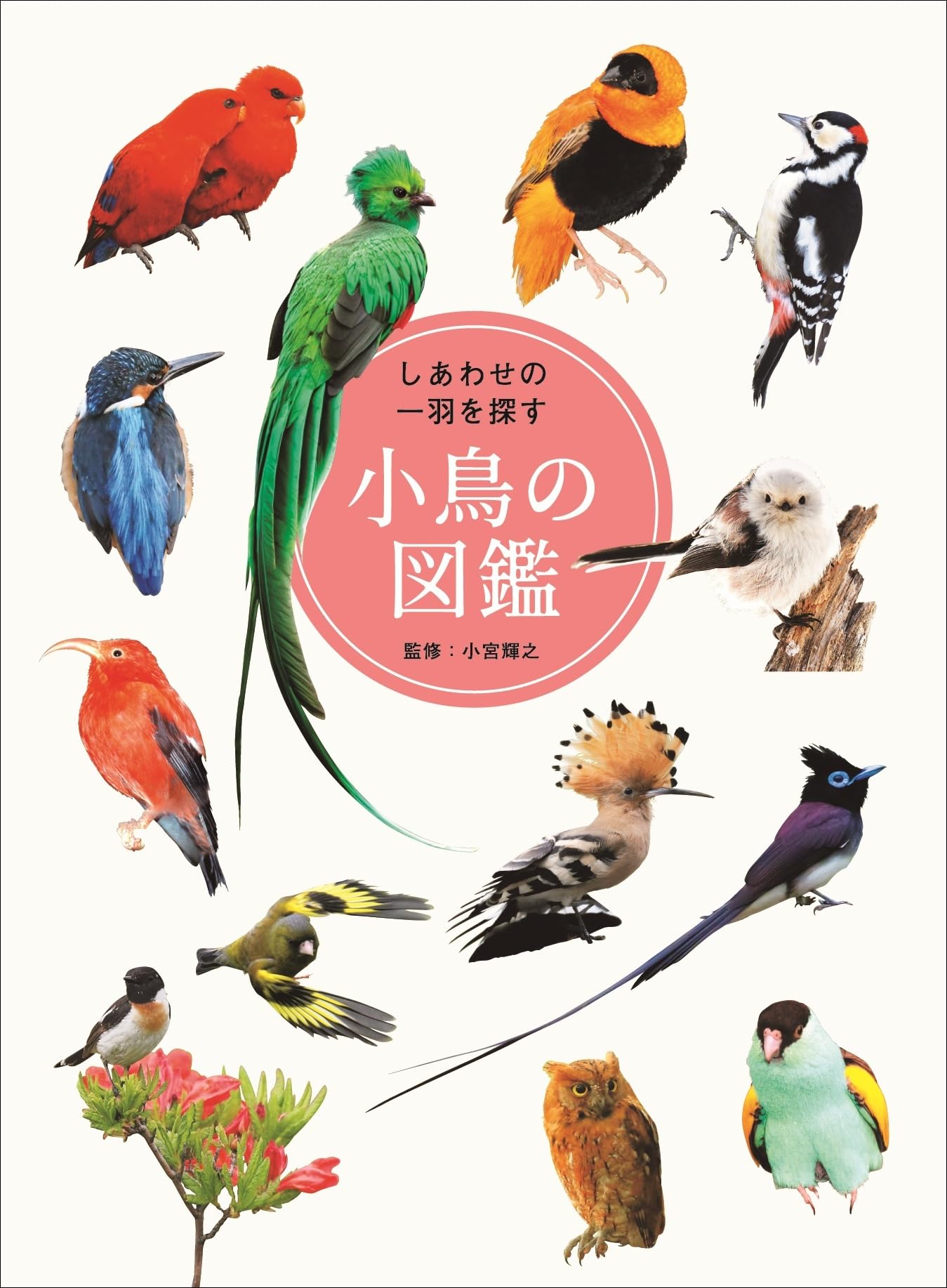 しあわせの一羽を探す小鳥の図鑑 | 小宮 輝之 |本 | 通販 | Amazon