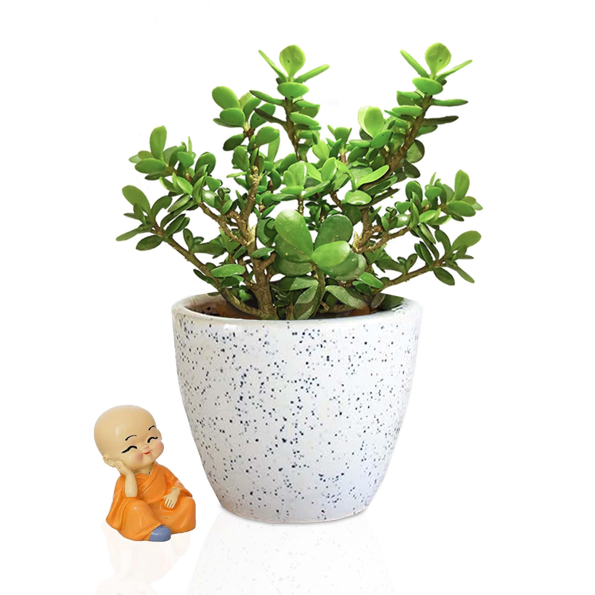 Foresticious Good Luck Jade Plant With Pot | Indoor Air Purifying Live Plant (Plastic Pot) (B0CQWBYHYZ) Amazon Price History, Amazon Price Tracker