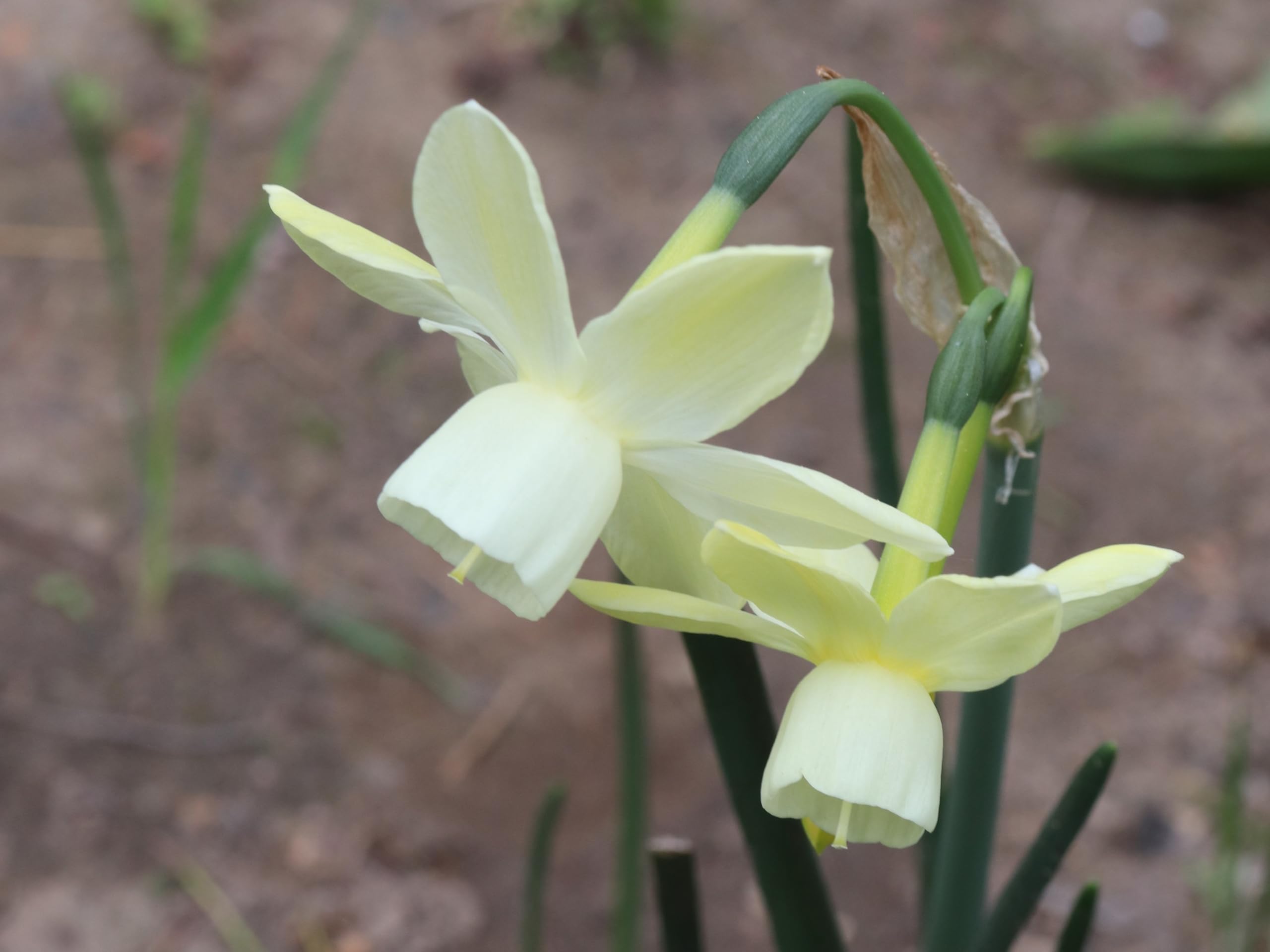 Lincolnshire Pond Plants Ltd - Allium Eros Plant Bulb x5 — view 13