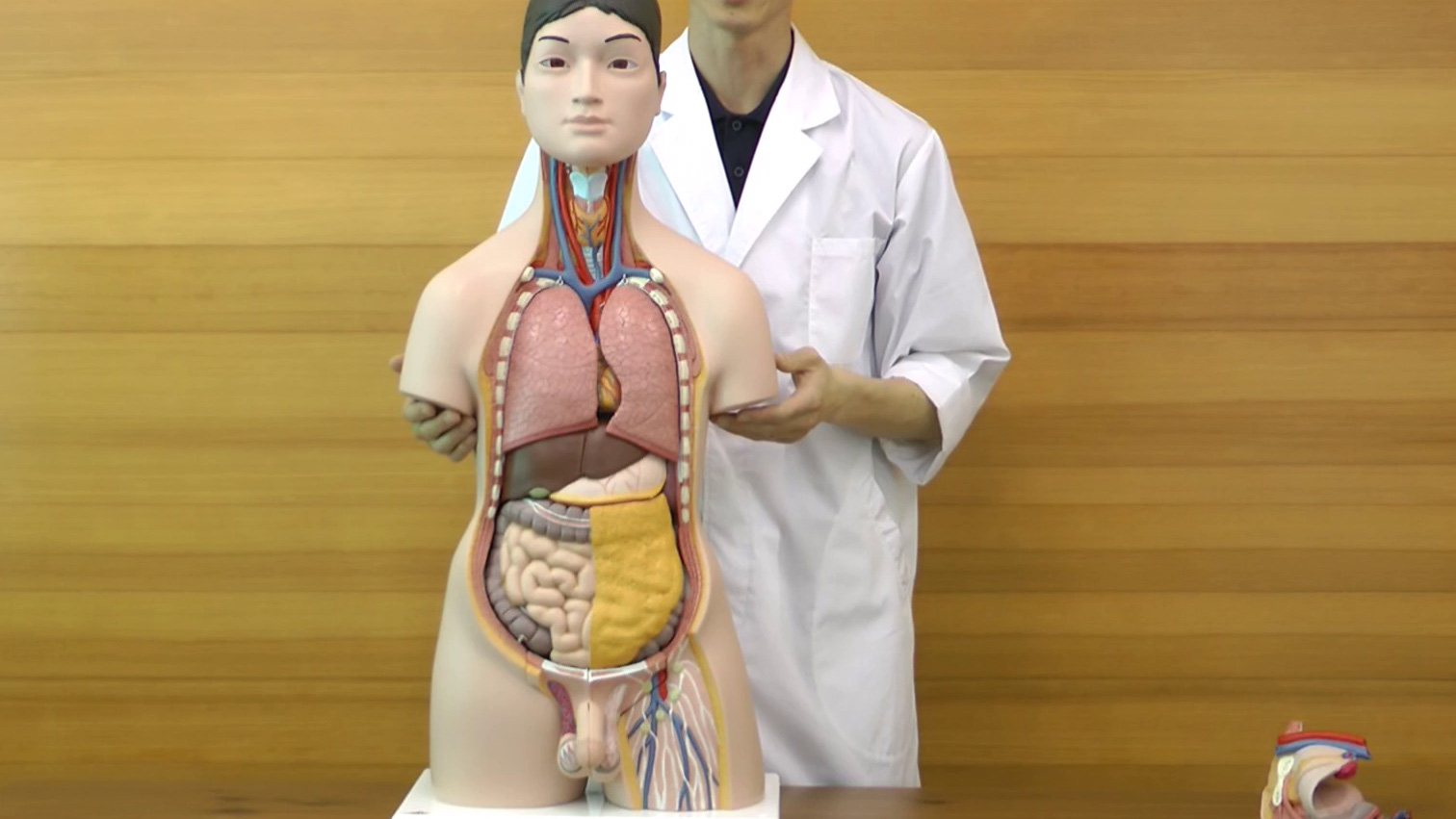 透明皮膚顔面解剖モデル(アジア人バージョン) Amazon.co.jp: Anatomical model of the Japanese face, detachable