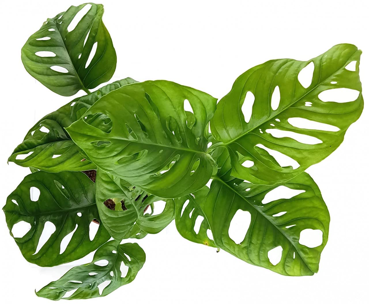kunstpflanze einblatt Spathiphyllum – Einblatt (Friedenslilie) – Höhe 35–40 cm – Durchmesser —  Planten247.nl main image 0
