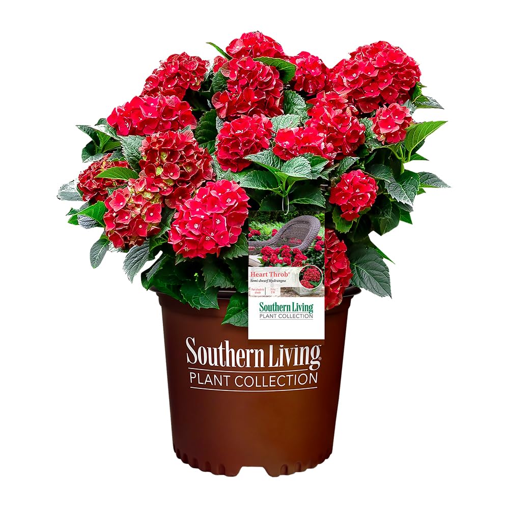 Southern Living Heart Throb Hydrangea