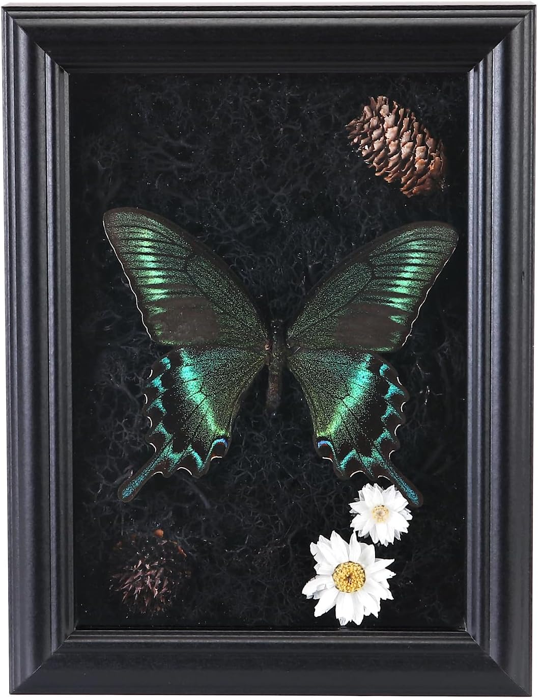 Elegant Real Butterfly Specimen Shadow Box Display - Museum-Quality Framed Art for Home Décor, Unique Gift Idea