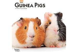 2023 Guinea Pig Wall Calendar: A 12-Month Treat for Animal Lovers