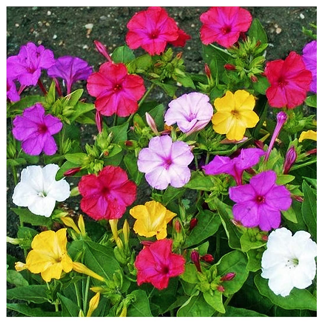 80 Mixed Four O'Clock Seeds - Tender Perennial That Reseeds Easily
