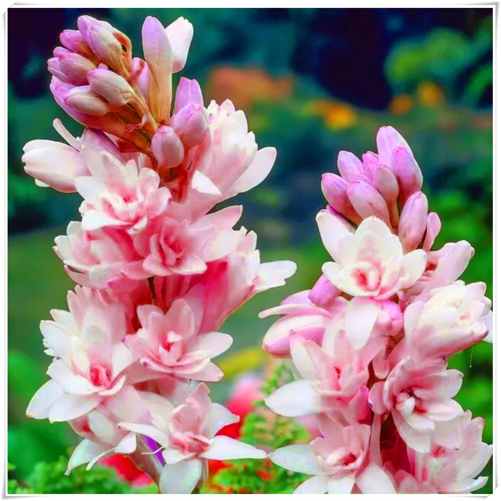 Perennial, Fragrance Tuberose Bulbs, Hardy, Professional for Beautiful Garden Displays-6 Bulbs-G — image 1