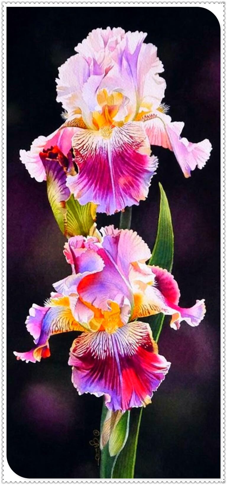 Bearded Iris Bulbs for Planting,Bearded Iris,Bearded Iris Bulbs Mix,Excellent Display,Flowering Rhizome-3bulbs-I