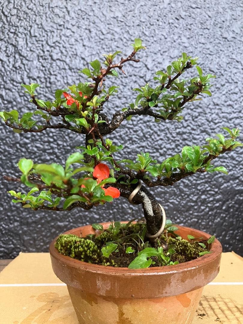 森*翔様 野梅 盆栽（希少形）古木 Amazon.co.jp: 小品盆栽 長寿梅 赤花 持込の古い古木 極上品 大 : DIY