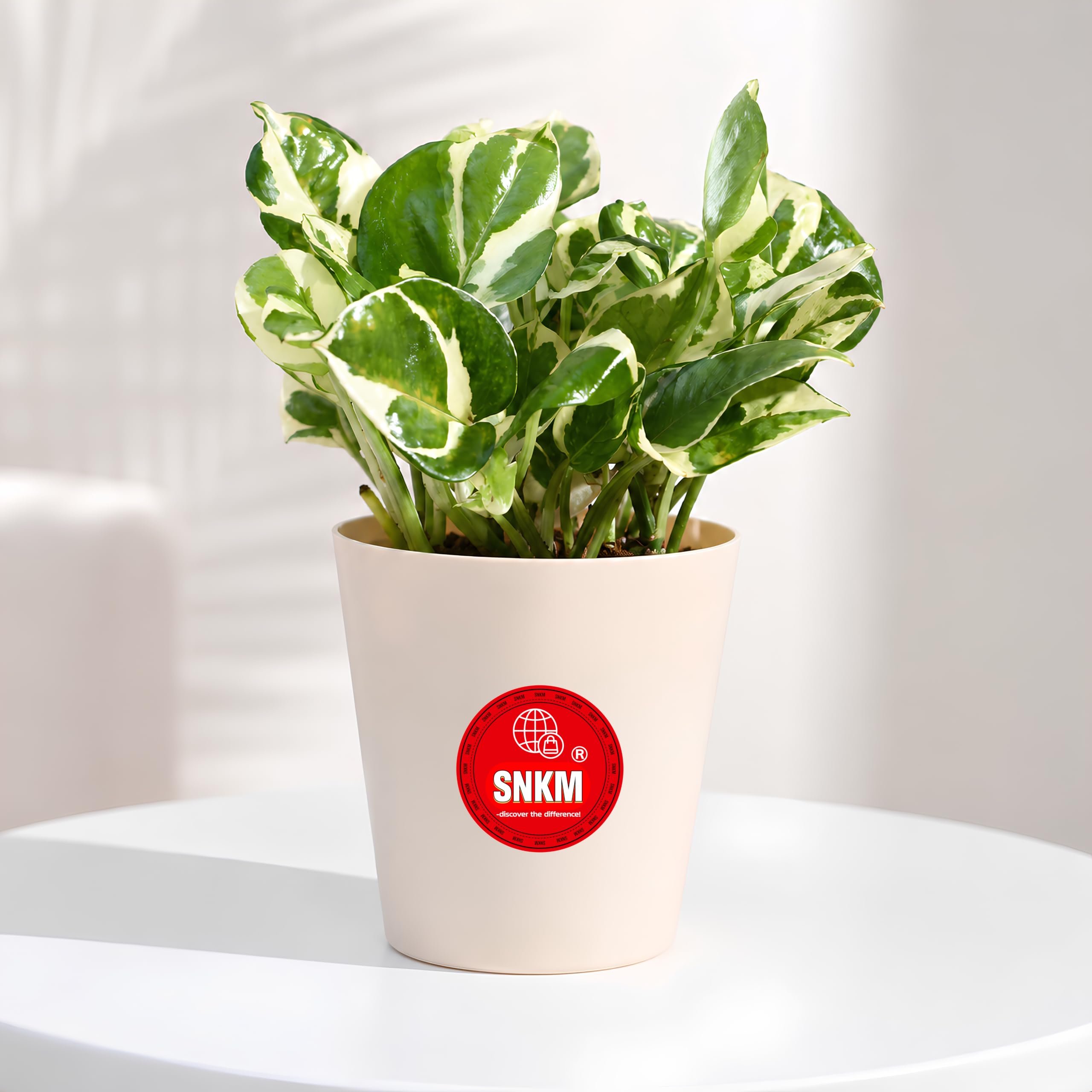 SNKM® - Pothos Plant N' Joy Variegated | With Plastic Pot | Indoor Plant | Air Purifier & Low Maintenance | For Gifting, Home Decor, Living Room, Office Desk & Kitchen | Small - Pack of 1-image-46