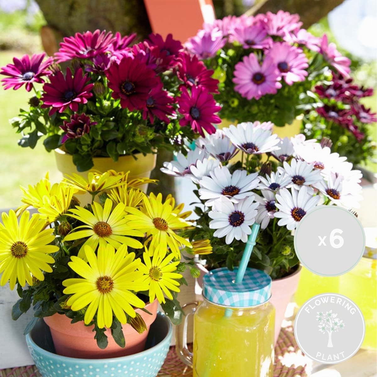 Bloomique - Mix di 6 - Osteospermum - Margherita Africana - Colori Misti - Piante Annuali - Pianta da Giardino - Alte 15-20 cm - Vaso 10,5 cm