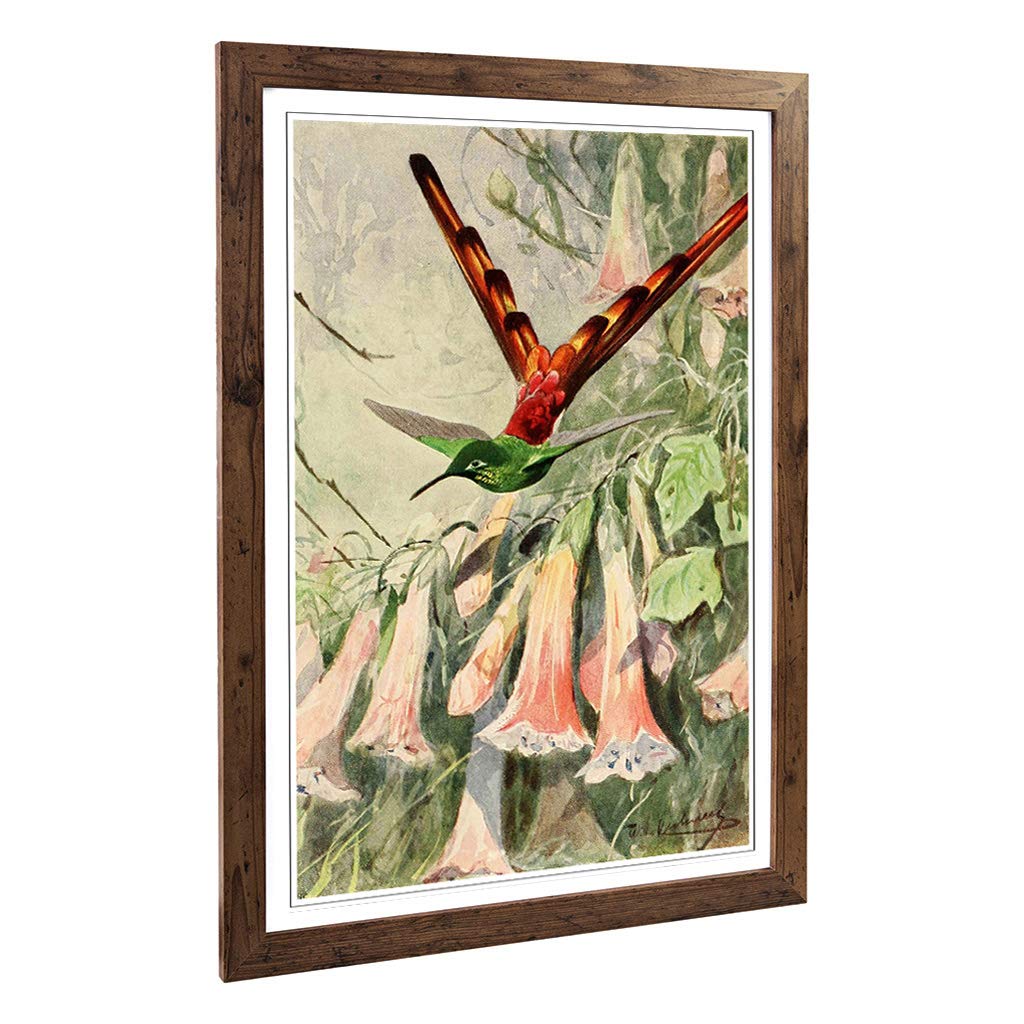 Big Box Art Framed Print of Vintage W Kuhnert Comet Hummingbird Design | Wall Art Picture | Home Decor for Kitchen, Living Room, Bedroom, Hallway, Walnut, A2 / 24.5x18 Inch / 62x45cm