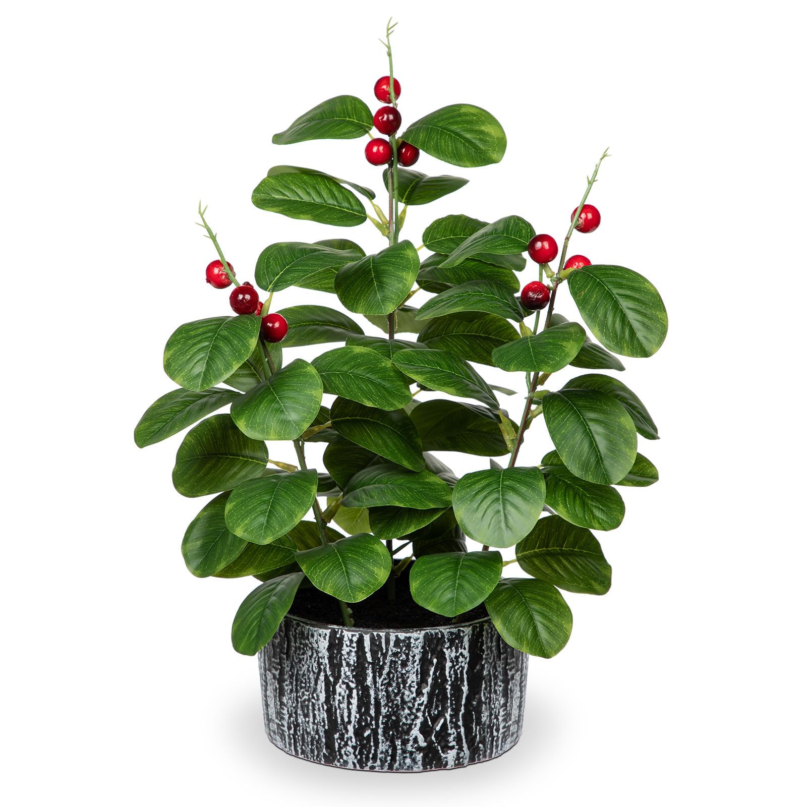 zamia palme pflege Glcksfeder
