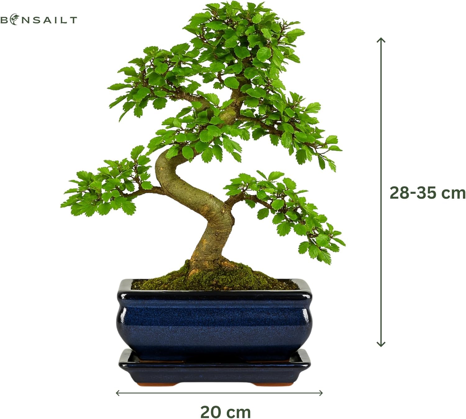 Ulmus parvifolia Bonsai – Chinesische Ulme ca. 8–10 Jahre alt – 20 cm Schale – Pflegeleichter Indoor Bonsai inkl. Tropfschale – Echtpflanze – Schnell geliefert