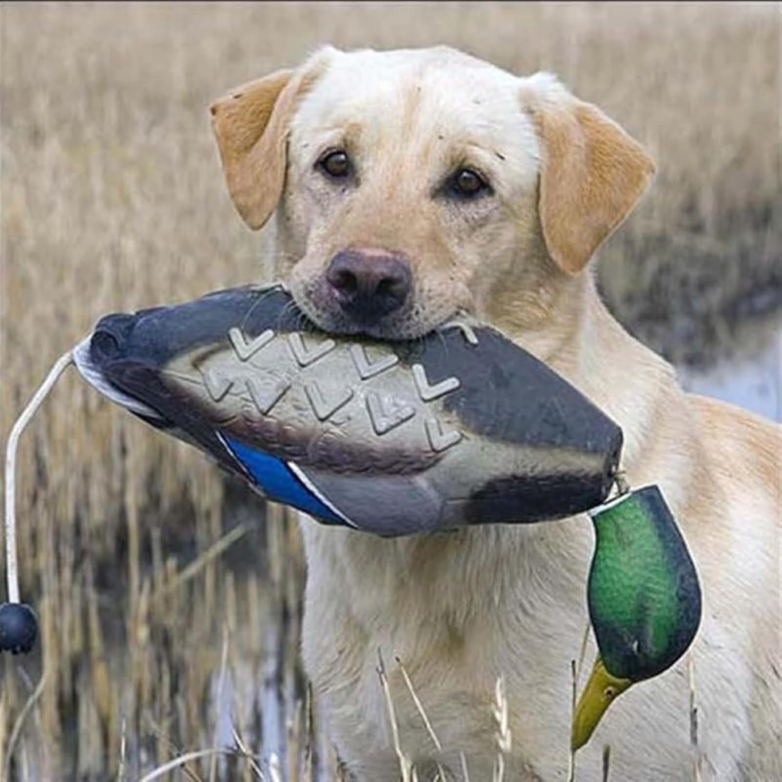 Dummy Anatra Cane Training Retrieve Ciuccio Resistente all'Usura e al morso, Impermeabile e Galleggiante, Robusto e Durevole, Adatto per la Formazione di Cuccioli o Cani da Caccia Adulti