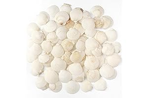 Seashells of the Sea: 48 Pcs of pristine White Scallop Shells