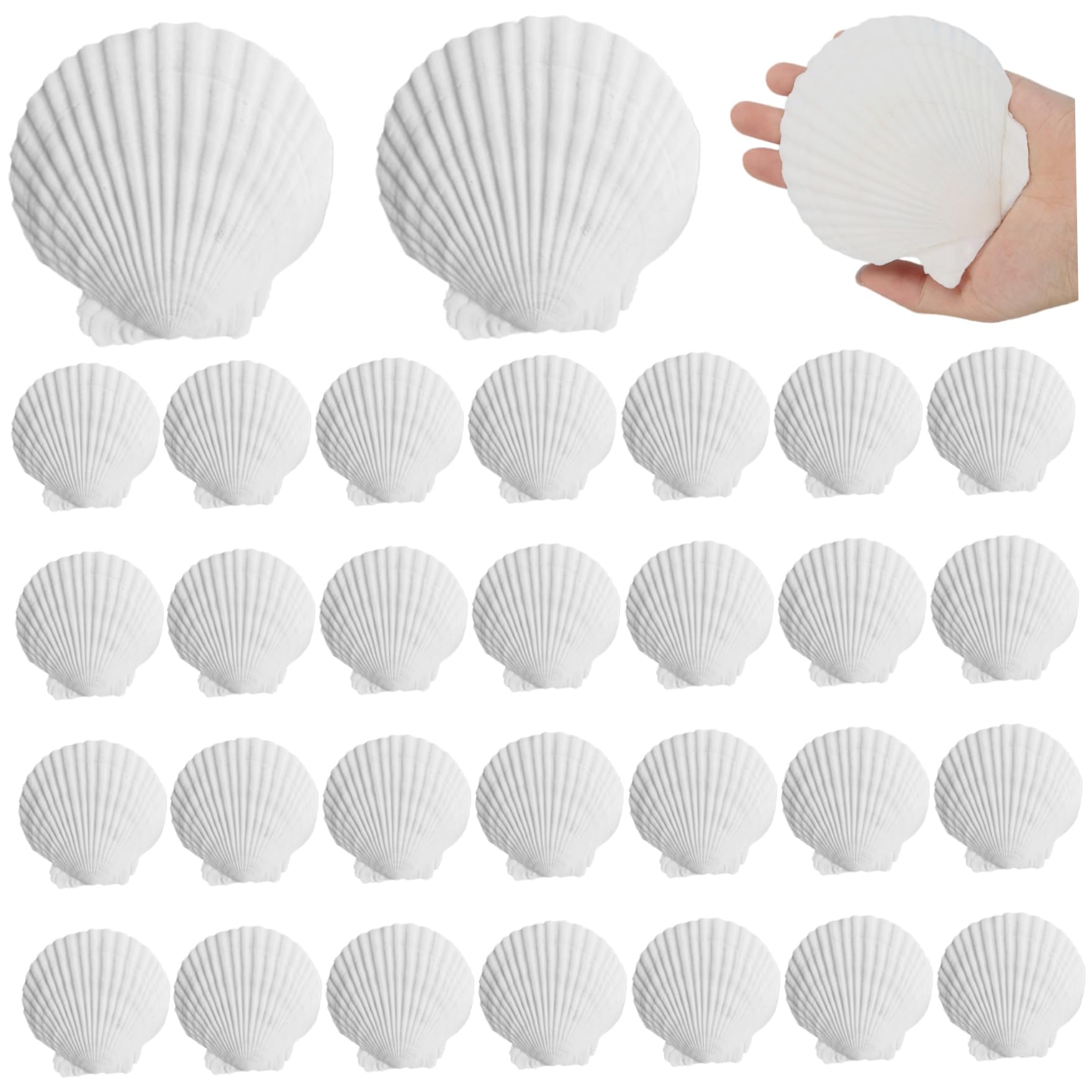 Conchas de vieira para hornear y cocinar raciones individuales de marisco, 30 uds