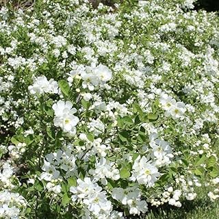 Mock Orange Green Live Plant | Gallon Pot | Mock Orange Shrub for Outdoor Growing | Ideal for Garden Planting and Landscape Use