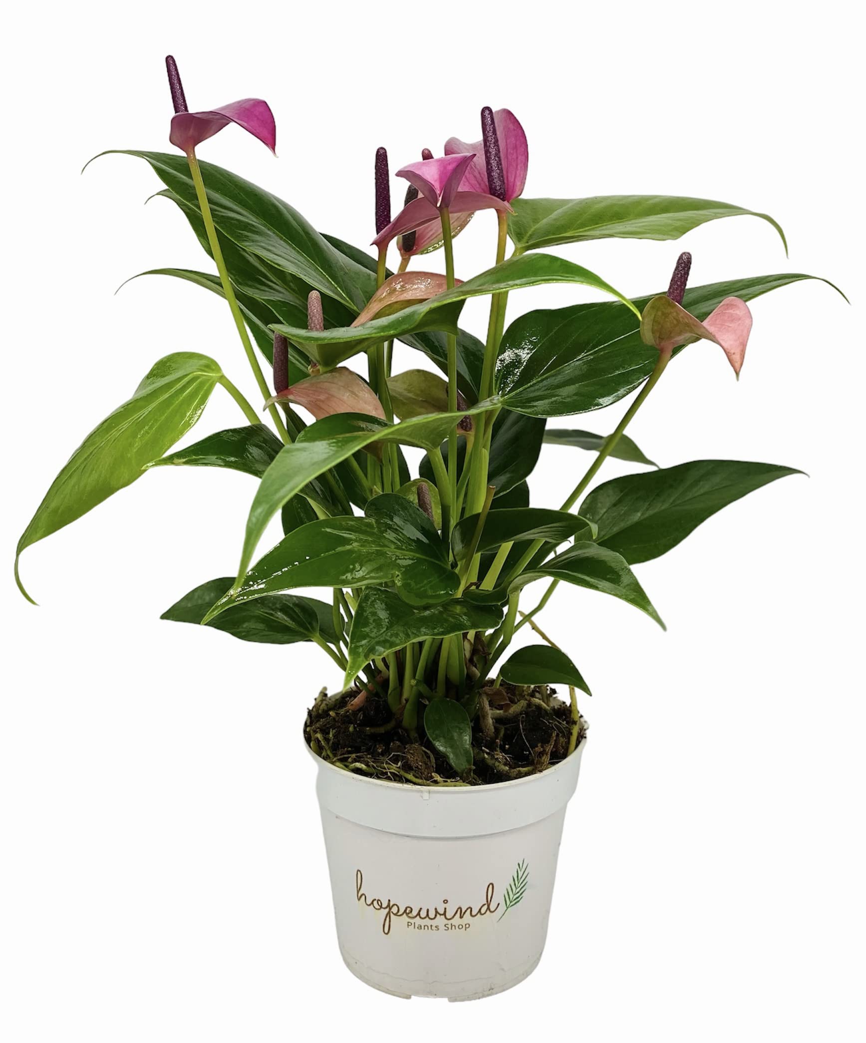 Hopewind Anthurium Zizou Purple