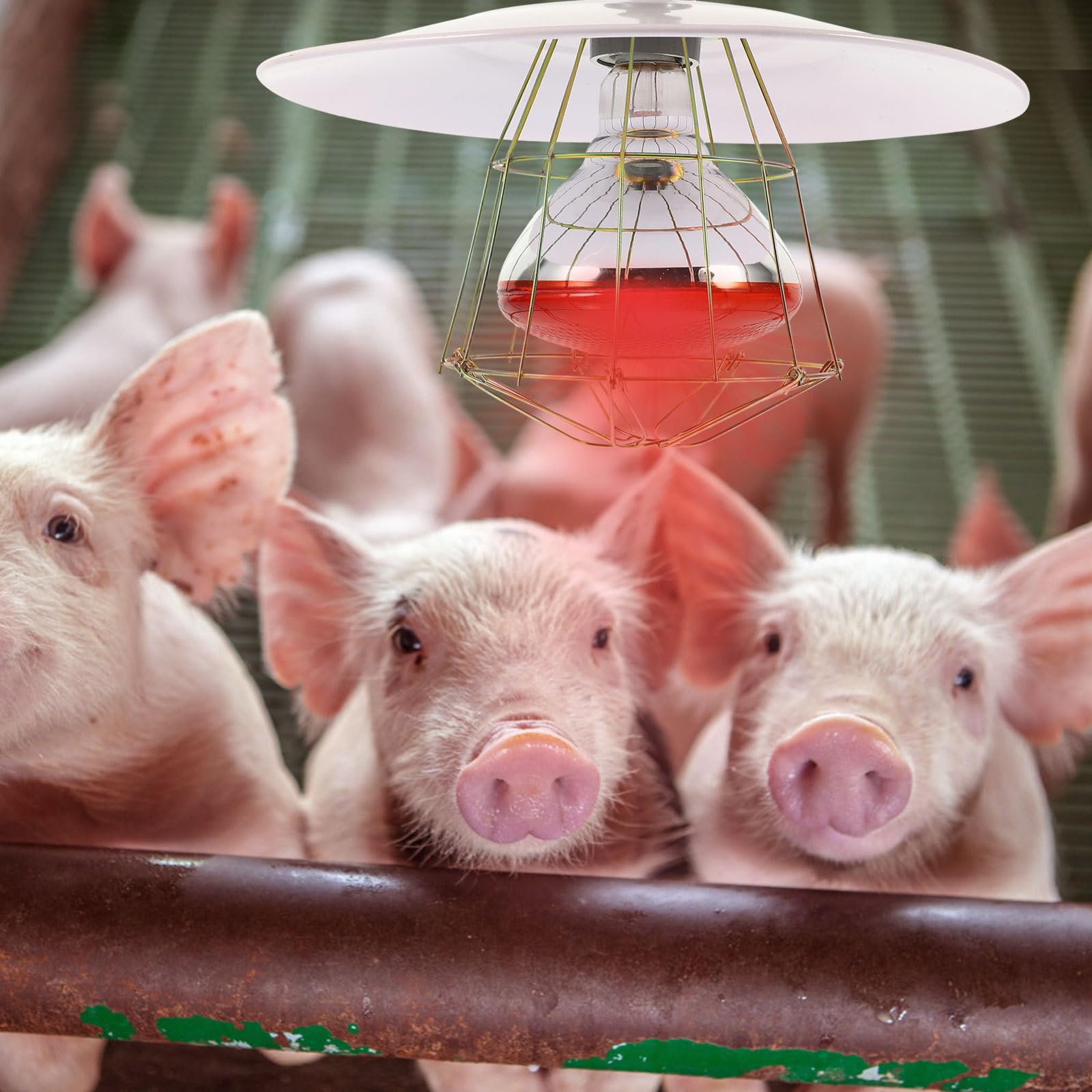 Lampada Riscaldante per Rettili e Bestiame 250w Coprilampada in Metallo, Accessorio per Incubatrice e Gabbia, Resistente e Sicura per Animali Domestici, Adatta a Colore Casuale