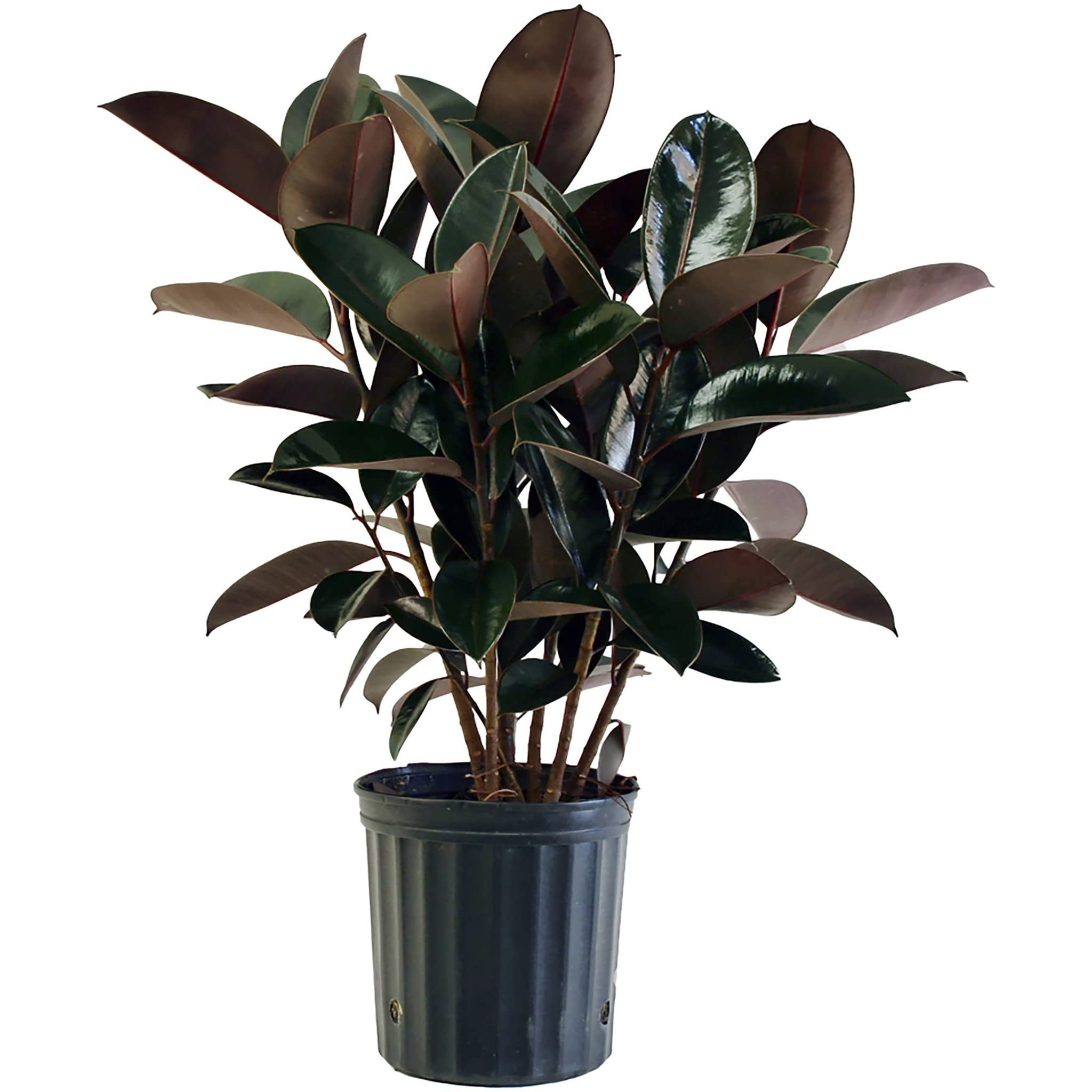Live Rubber Plant/Black Prince Rubber Plant for Indoor Home Decoration & Air Purification CF_119