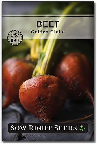 Sow Right Seeds - Semillas de remolacha Golden Globe para plantar - Paquete de reliquia sin OMG con instrucciones para plantar y cultivar un huerto