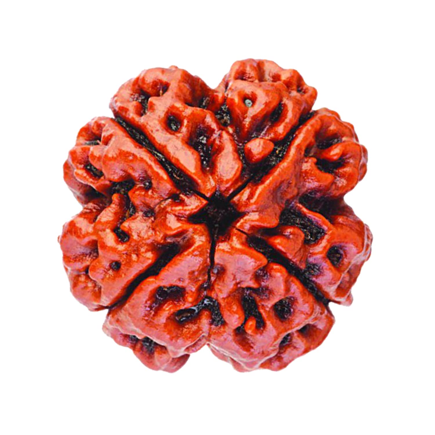 See full amazon price history chart for Vado® Rudraksha Beads Real Lab Certified 1 to 21 Mukhi with Certificate (4 Mukhi) Vado® Rudraksha Beads Real Lab Certified 1 to 21 Mukhi with Certificate (4 Mukhi) (B08D5R3SWS) Amazon Price History, Amazon Price Tracker