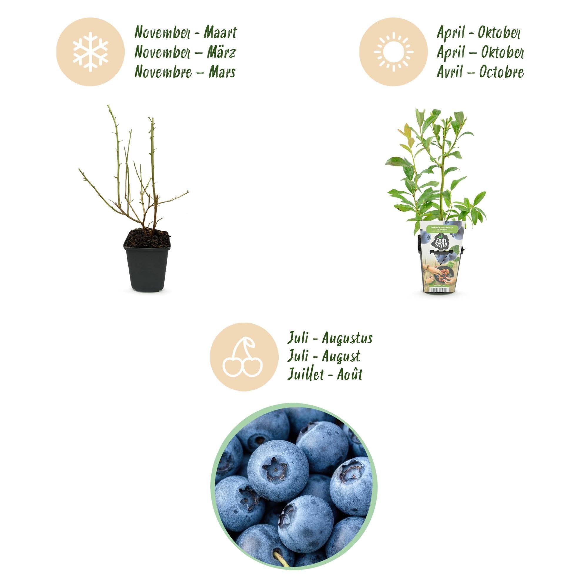 Heidelbeere Vaccinium corymbosum Bluecrop Staude 6 Pflanzen Ø9 cm H30 cm