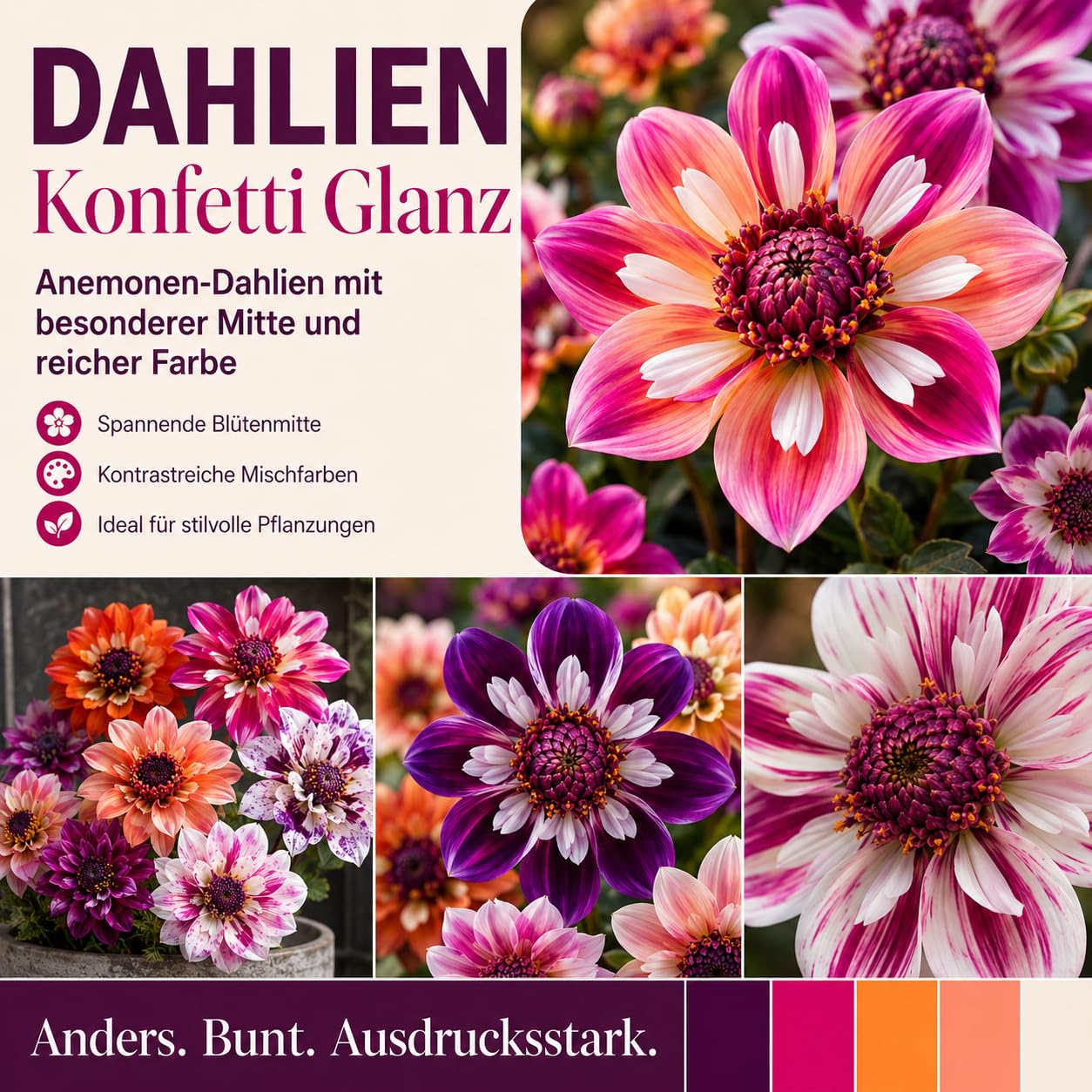 Ideale Dahlien, Seltene Dahlien, üBerraschend Wachsend, Lange BlüTezeit, Schattentolerante Premium, Gartendekoration, 10Dahlien-G