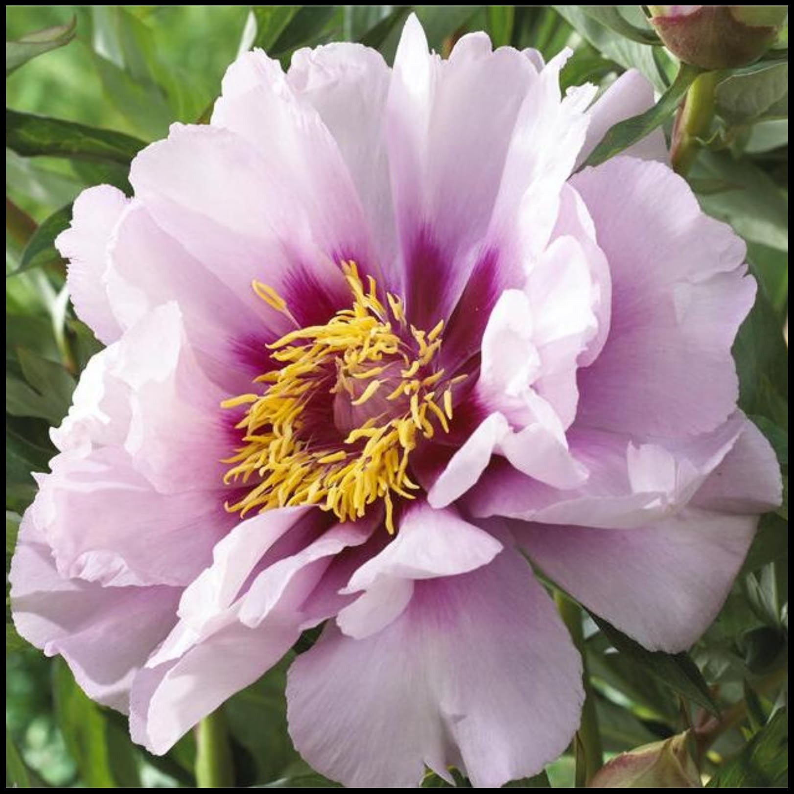 Peony Bulbs for Planting Now UK,Plant Bulbs,Hardy Perennial,Garden Flowers,Flowering Bulbs,Greening Flower,Wedding Flowers,Strong Plants That Grow Well-8Bulbs-D