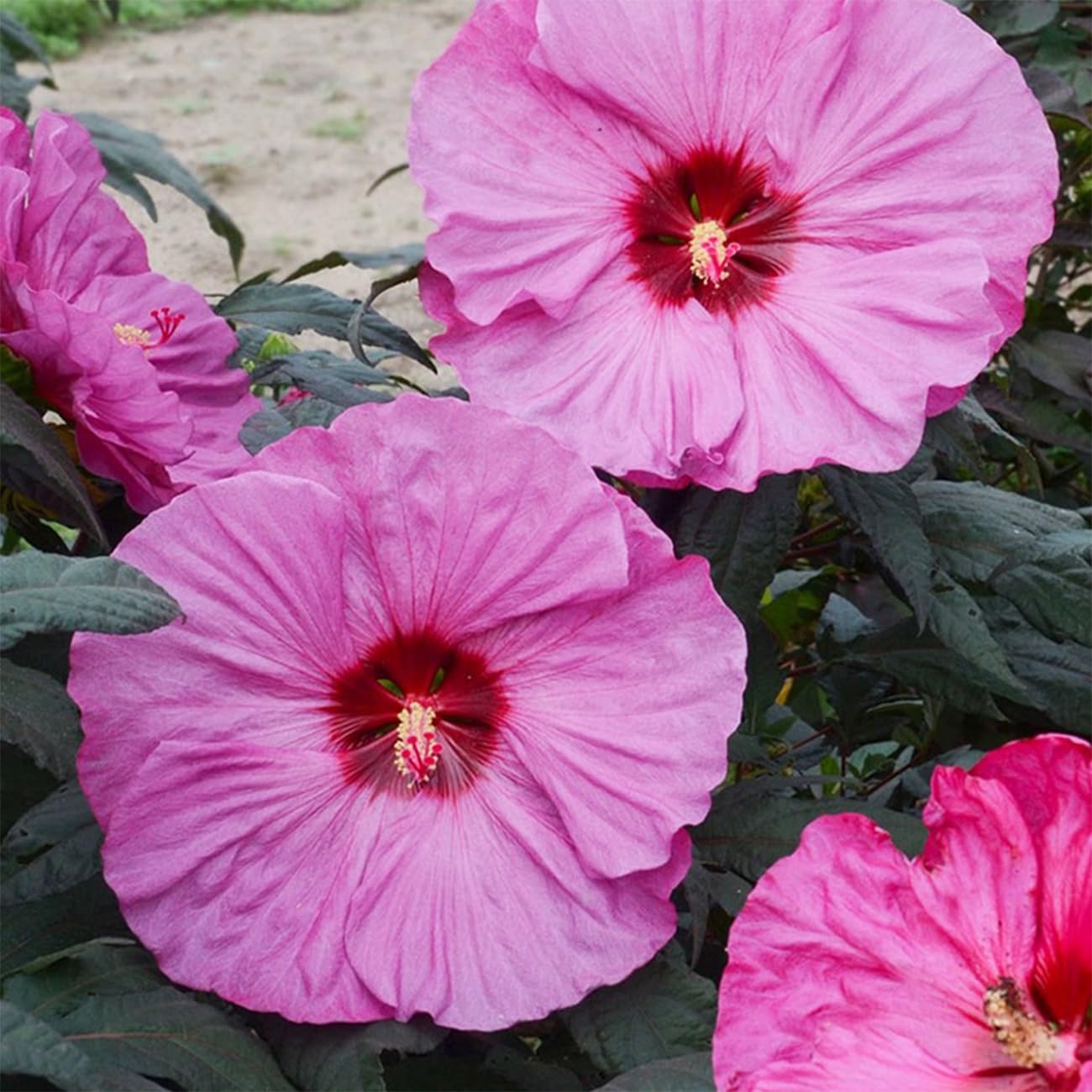 Amazon.com : 120+ PCS Mixed Giant Hibiscus Seeds for Planting