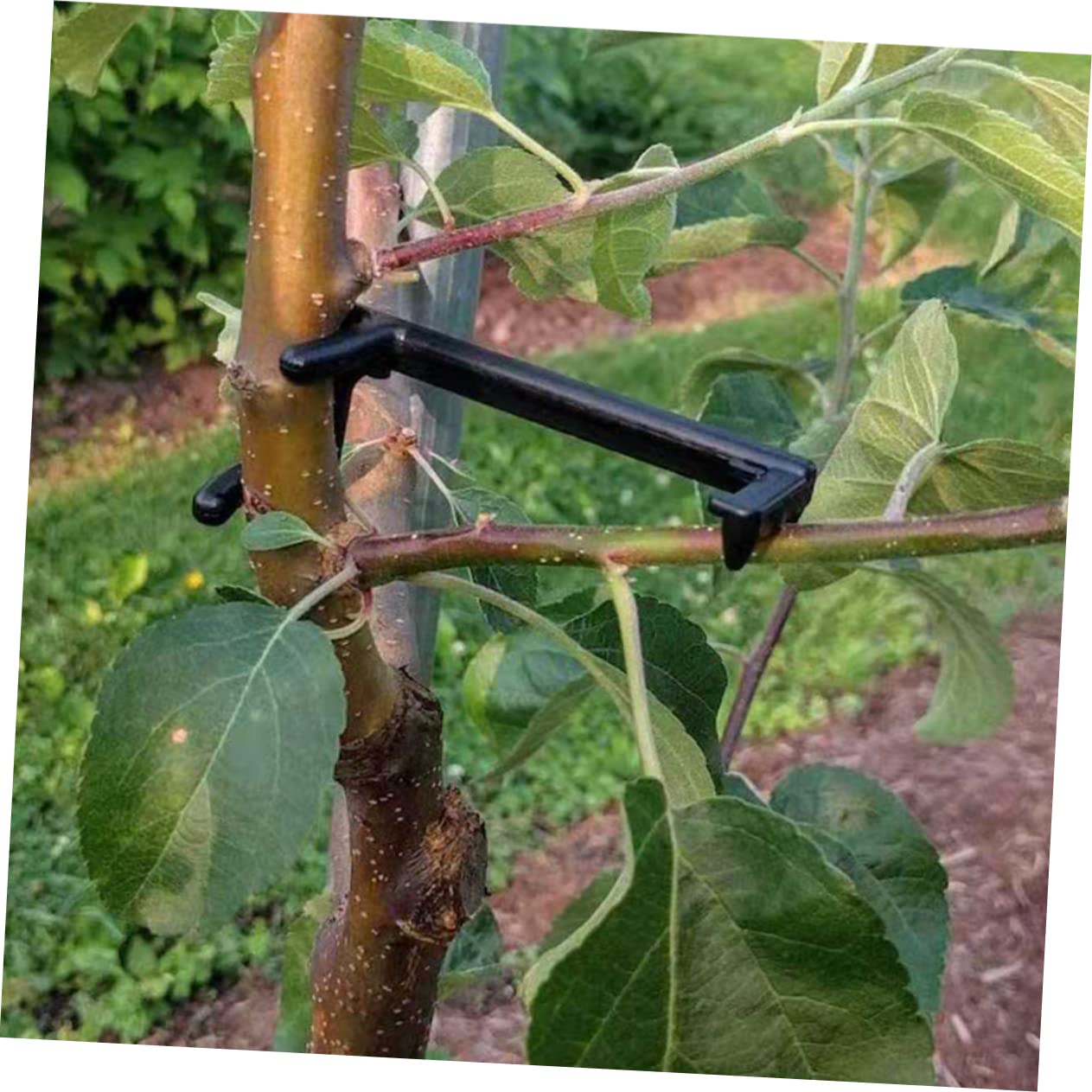 Supvox 5 Sätze Wiederverwendbare Pflanzenbiegeklammern Zweigverteiler Pflanzentrainingsklammern Für Das Gartenzweigbiegewerkzeug 10 Stück * 5