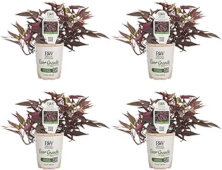 Proven Winners Sweet Caroline Upside Black Coffee Ornamental Sweet Potat...