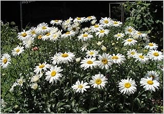 PREMIER SEEDS DIRECT - Chrysanthemum Maximum – Shasta Daisy - 750 Finest Seeds