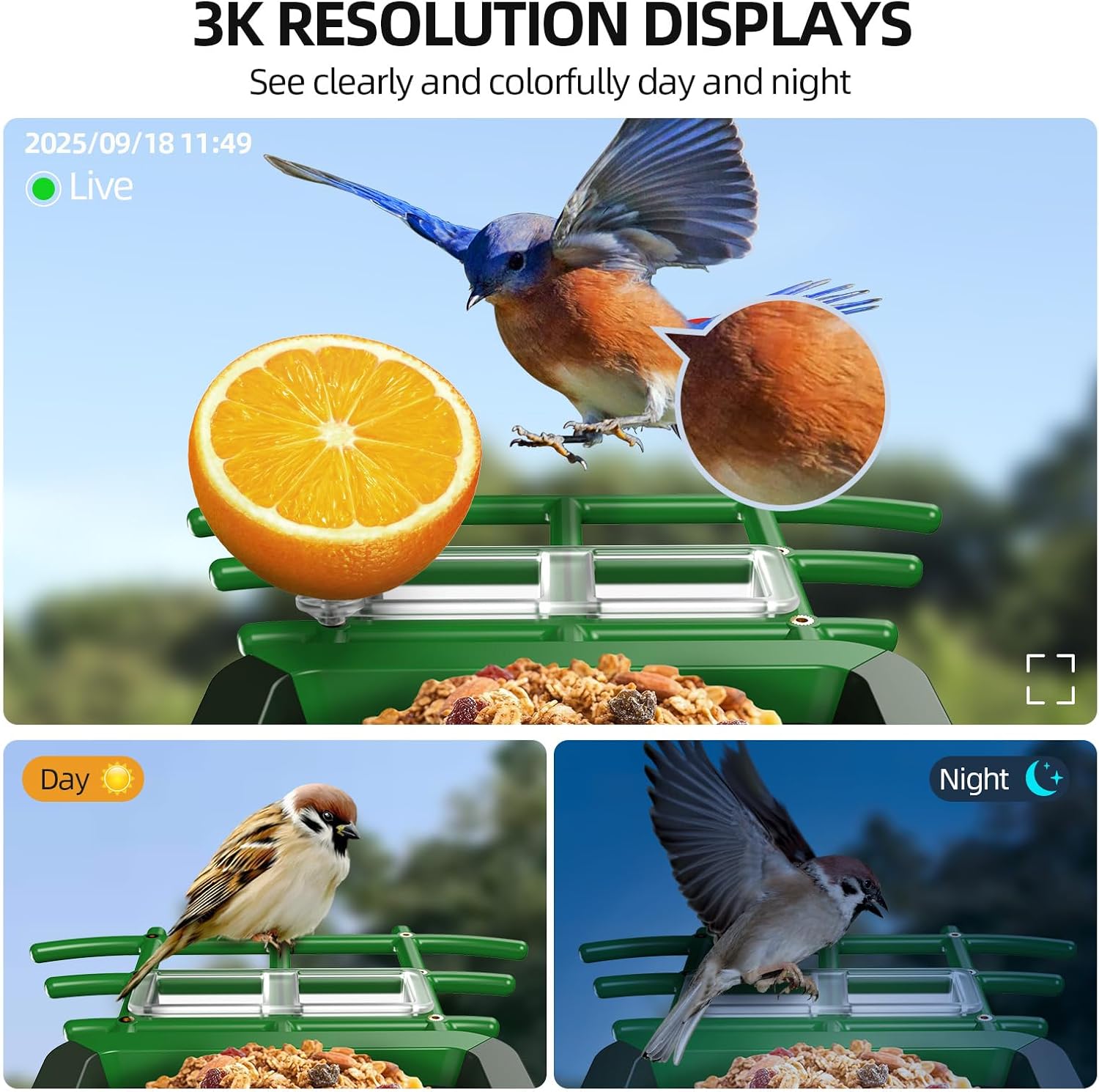 3K HD Smart Bird Feeder with Camera, 2.4GHz WiFi Solar Powered Smart Feeder, AI Bird Species Identification & Real-Time App Alerts, Chew-Proof & Waterproof for Outdoors（Green）