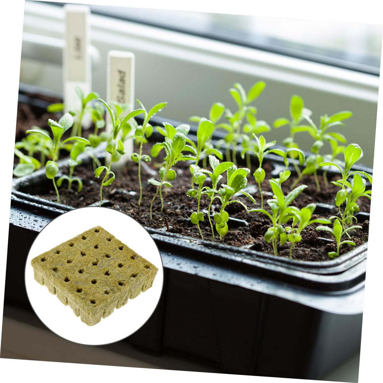 TOYANDONA Cubo De Crecimiento Hidropónico Bloques De para Esquejes Y Plántulas De Jardinería para Propagación De Plantas Y Sin Suelo 50 Piezas*4