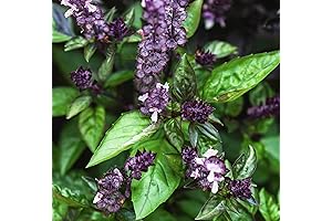 ZenBasil Basil Seeds: Grow Your Own Flavorful Herb Oasis