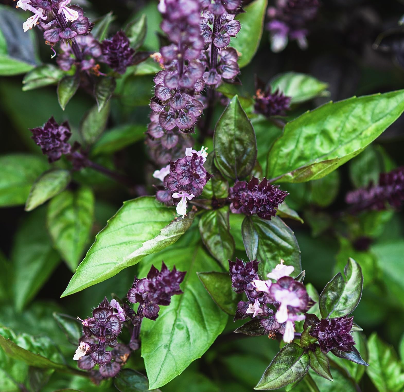 Axel's Cinnamon Basil Seeds