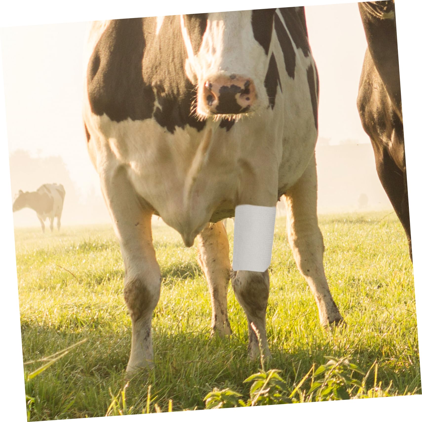 BESPORTBLE Bandages Bandages Élastique Élasticité Sport Élasticité Conception Vache Auto-Adhésif Peau Bandes Vache Fixation Vache Auto-Adhésif Enveloppement Cheval Tissu