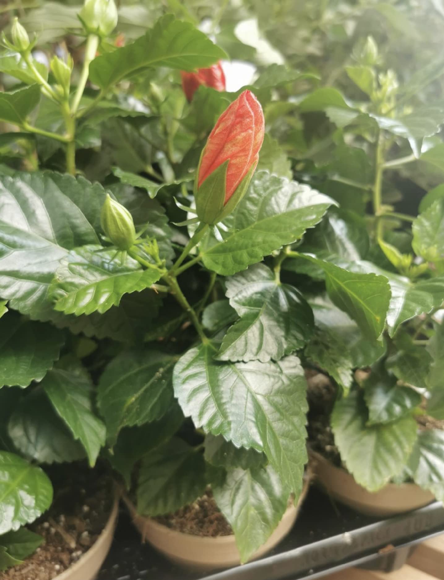 Hibiscus Plant Sunny Bordeaux - red Blooms - in 13 cm Pot : Amazon