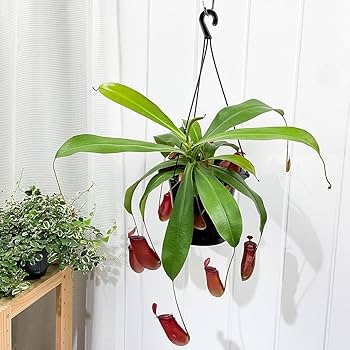 Amazon.co.jp: PLANCHU 食虫植物 ネペンテス レディラック 5号