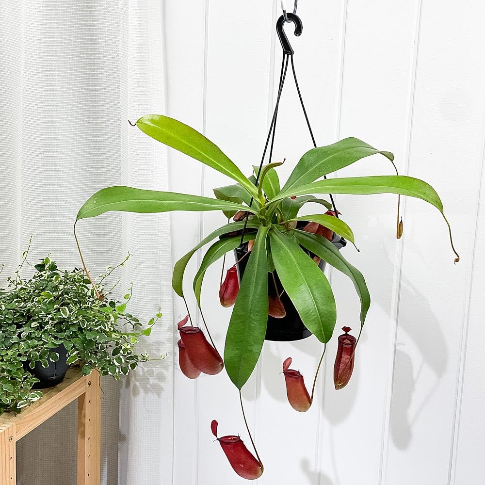 Amazon.co.jp: PLANCHU 食虫植物 ネペンテス レディラック 5号吊り鉢