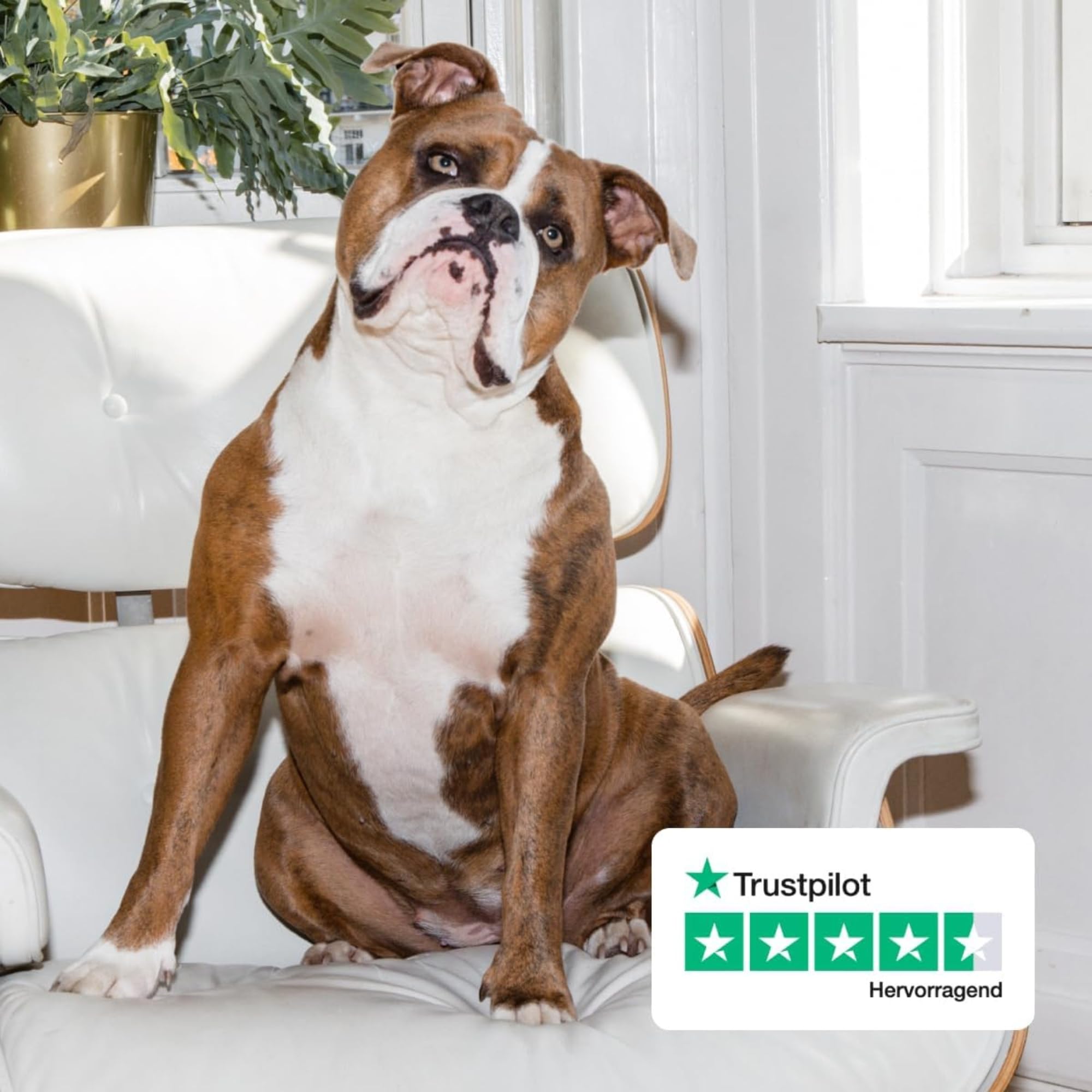 HEY HOLY Premium Nassfutter für Bulldoggen | 6X 750g Hundefutter für ausgewachsene Bulldoggen mit Lachs | Hochverträglich aus natürlichen Zutaten