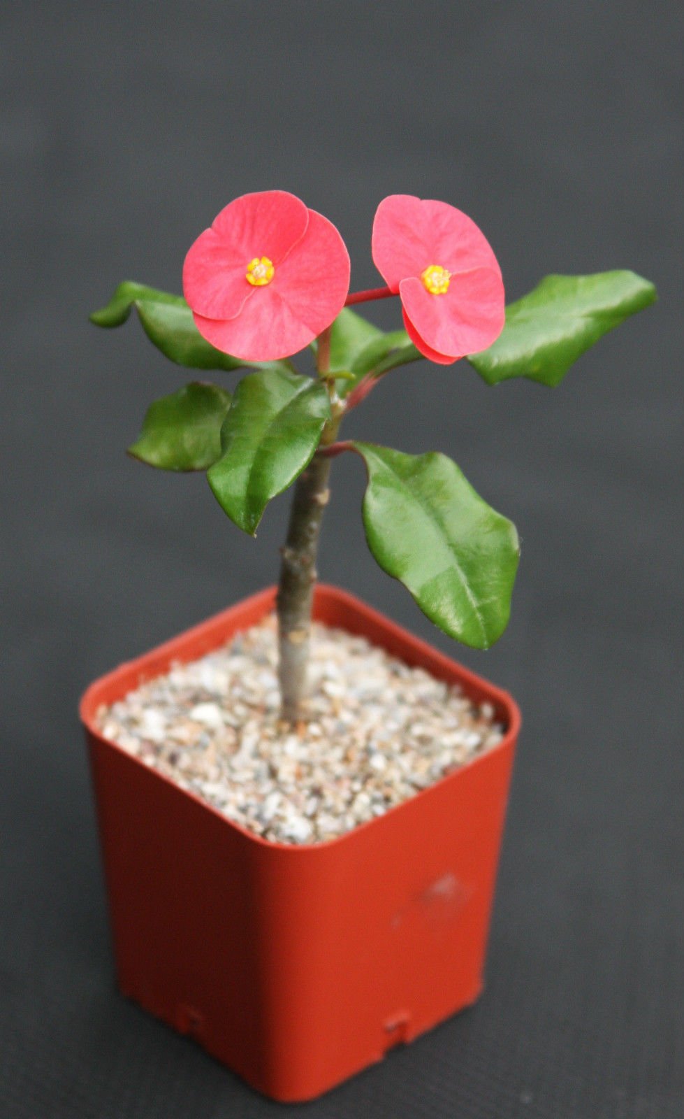Amazon.com : Toyensnow - Euphorbia geroldii Exotic Rare monadenium