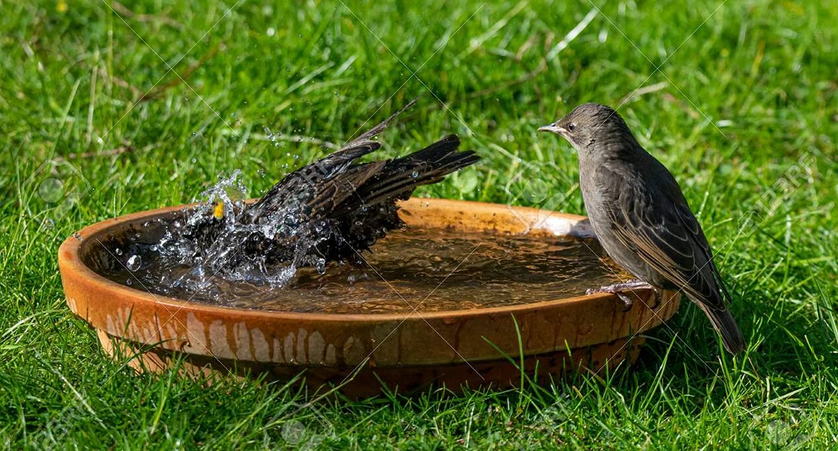 Blossoms Store Earthen Clay Pot for Multipal uses | Bird Bath Pot | Curd Pot