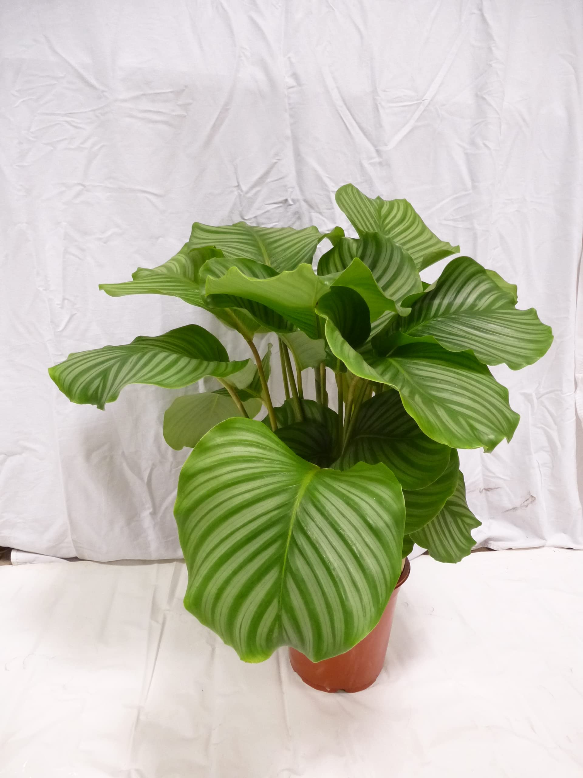 Palm Tree Storage] XXL Calathea orbifolia 70/80 cm - Pot 21 cm Diameter -  Basket Marante - Unusual House Plant : Amazon.de: Home & Kitchen