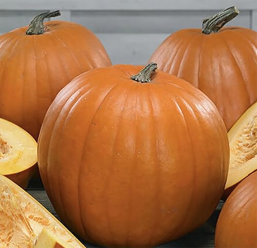 Semillas de calabaza Howdens Field