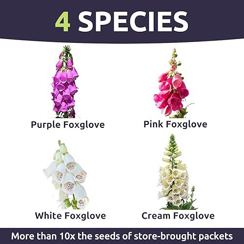 Miniatura 3 de Dedalera de colores mixtos - Paquete grande de 12 onza - 125,000 semillas de flores para plantar - Digitalis purpurea