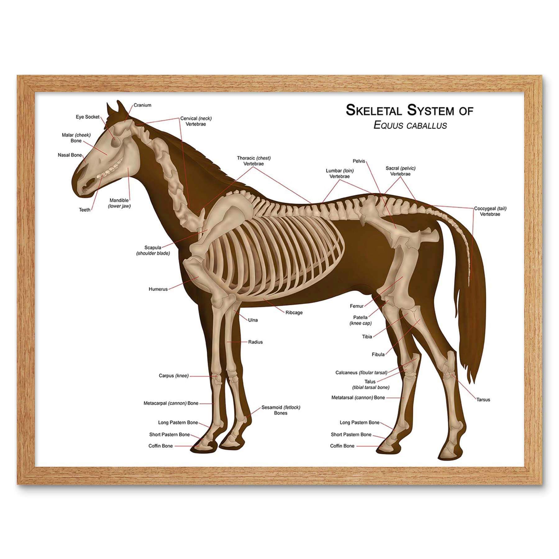 Wee Blue Coo Animals Skeleton Bones Horse Anatomy Art Print Framed Poster Wall Decor 12X16 Inch